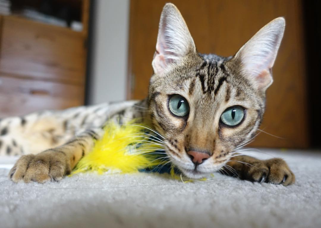 九游sports-未来趋势:联盟战术策略的新方向,联盟未来市场