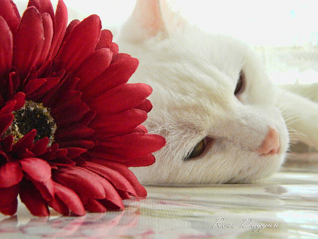 九游下载安装-极地雪地摩托穿越，冰天雪地的极速冲刺，南极雪地摩托