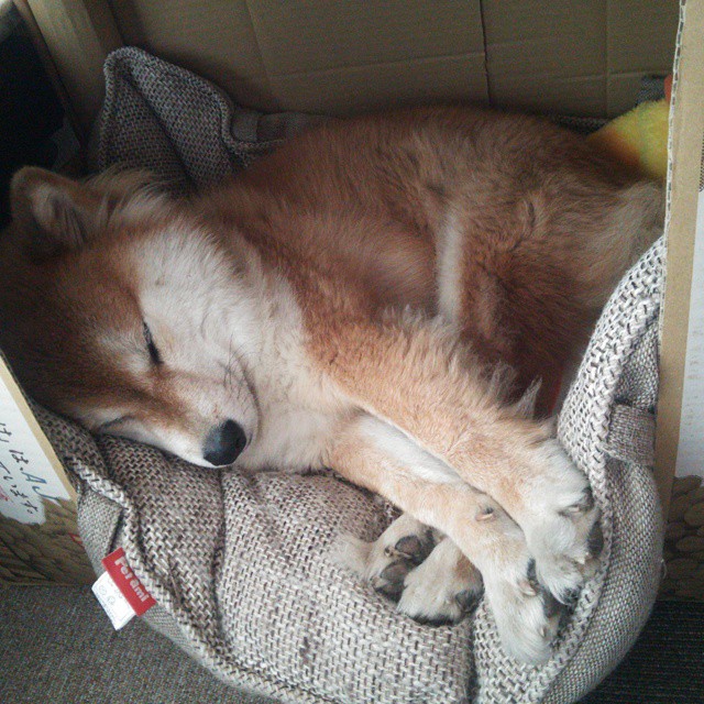 JIUYOU GAMING-职业球员健康保险覆盖率达到新高，职业球员的定义