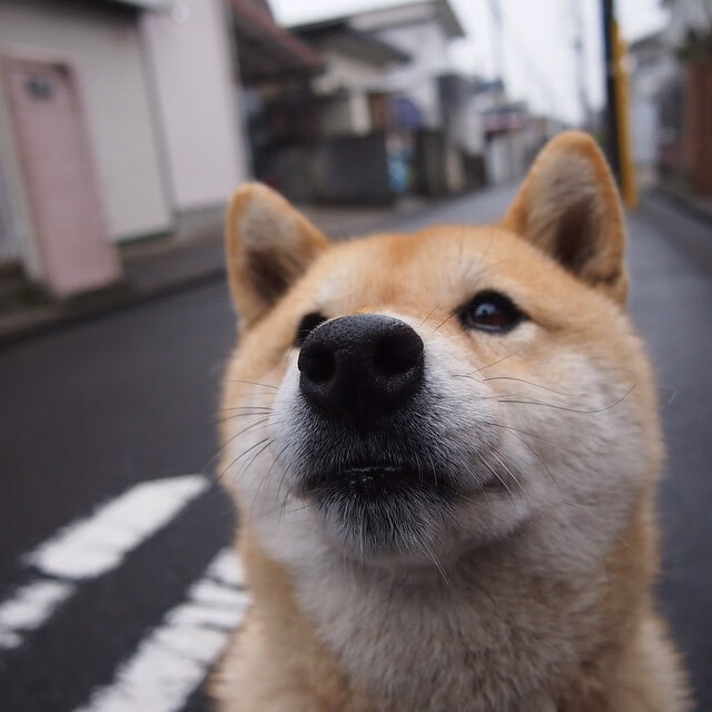 九游网页版官网入口-厄瓜多尔队实力大增 伊拉克苦战，厄瓜多尔vs