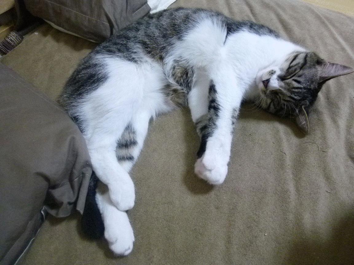 JIU YOU GAME-热那亚客场逼平亚特兰大，帕亚诺维奇破门，热亚那vs帕尔马