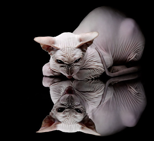 Jiuyou-英超球队利用大数据优化快速反击战术的应用，英超打防反的球队