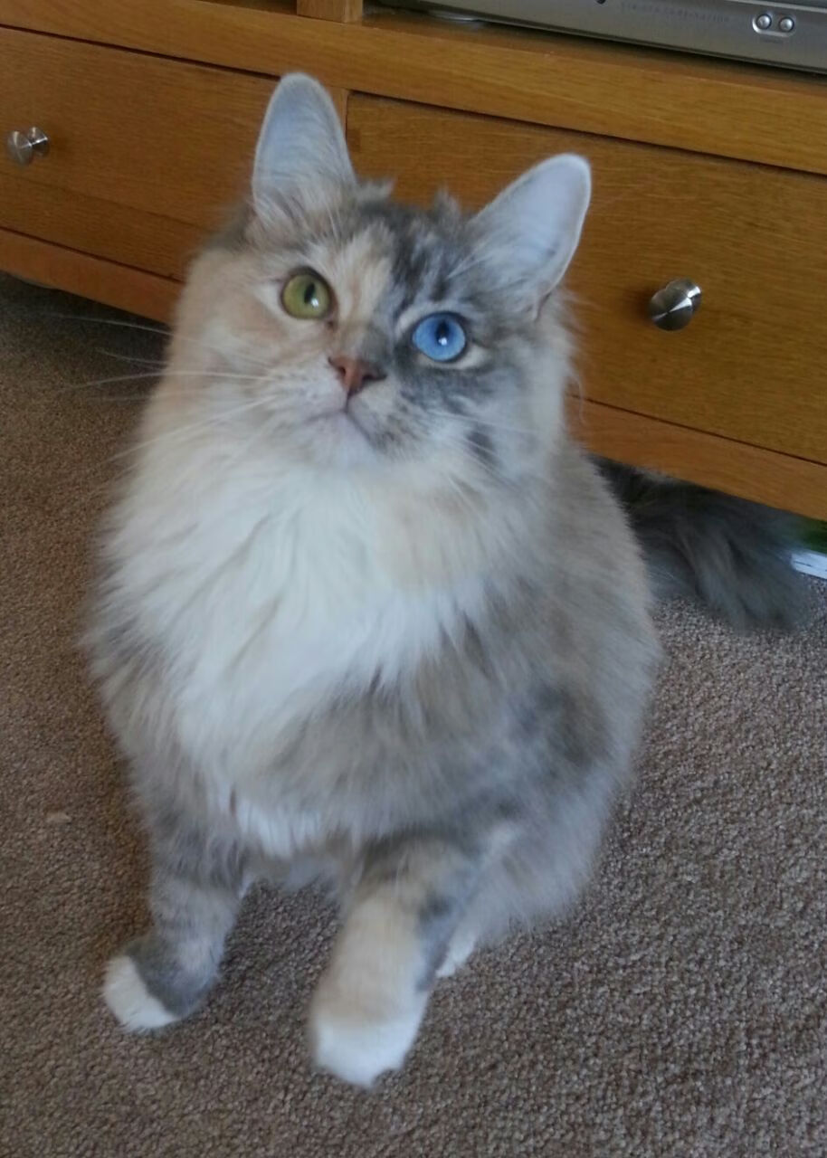 九游app下载中心-世界杯中国队惨败 球迷支持球队重建,世界杯中国队惨败 球迷支持球队重建吗