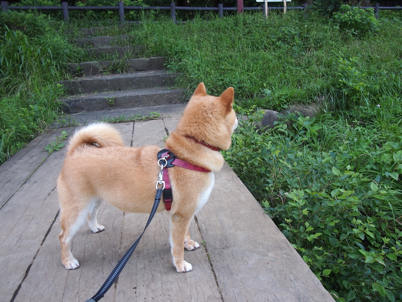 JiuyouAPP下载-掩护质量与出手节奏是否同步优化,什么是掩护配合,有哪些要点