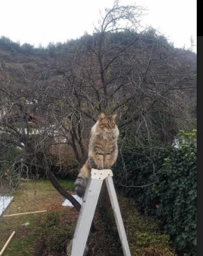 九游网-全黑队的配合精妙,攻防转换迅速流畅,全黑队服