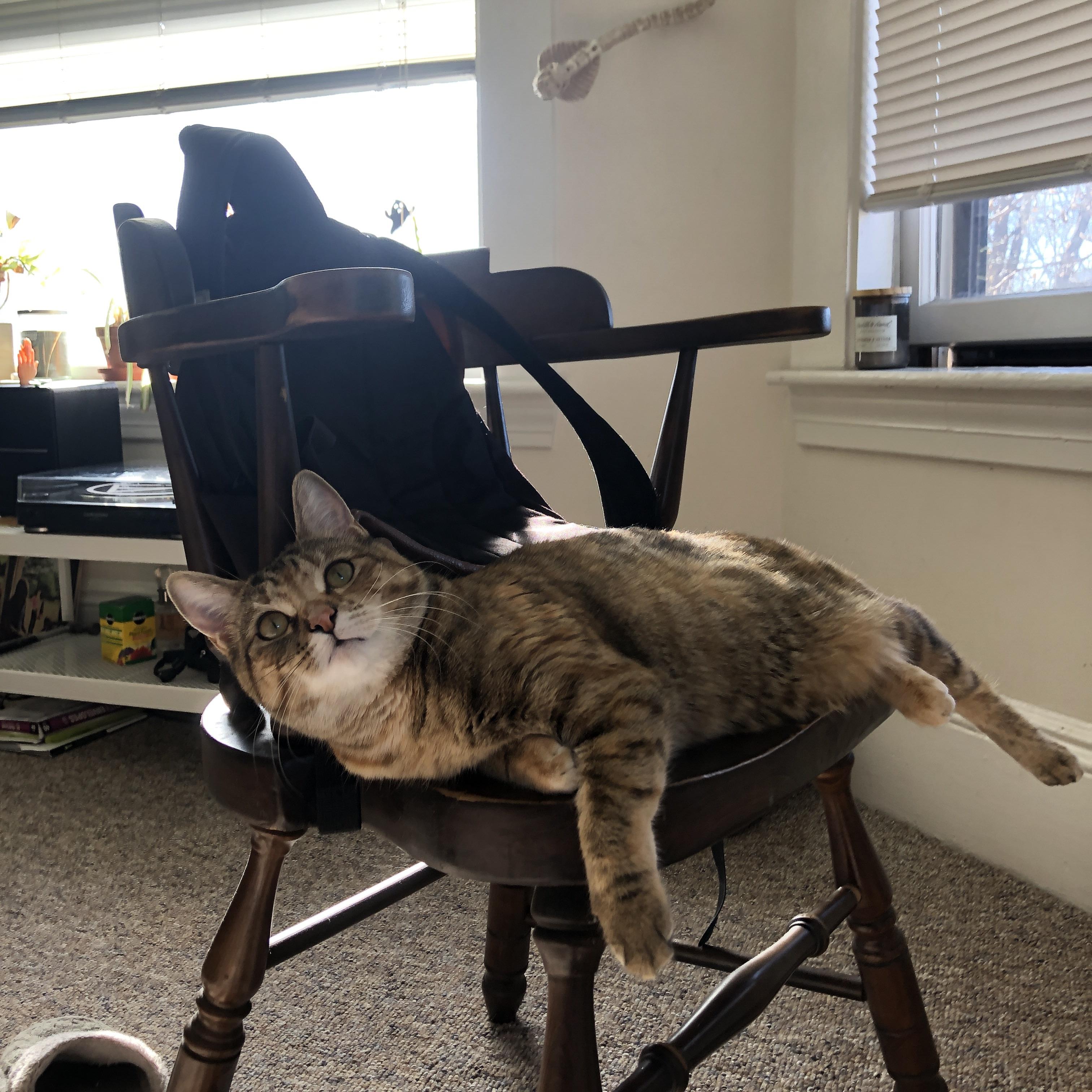 九游登录中心-唐纳德·高尔的突破性进攻,堪称袋鼠队最大威胁,唐纳德高德纳