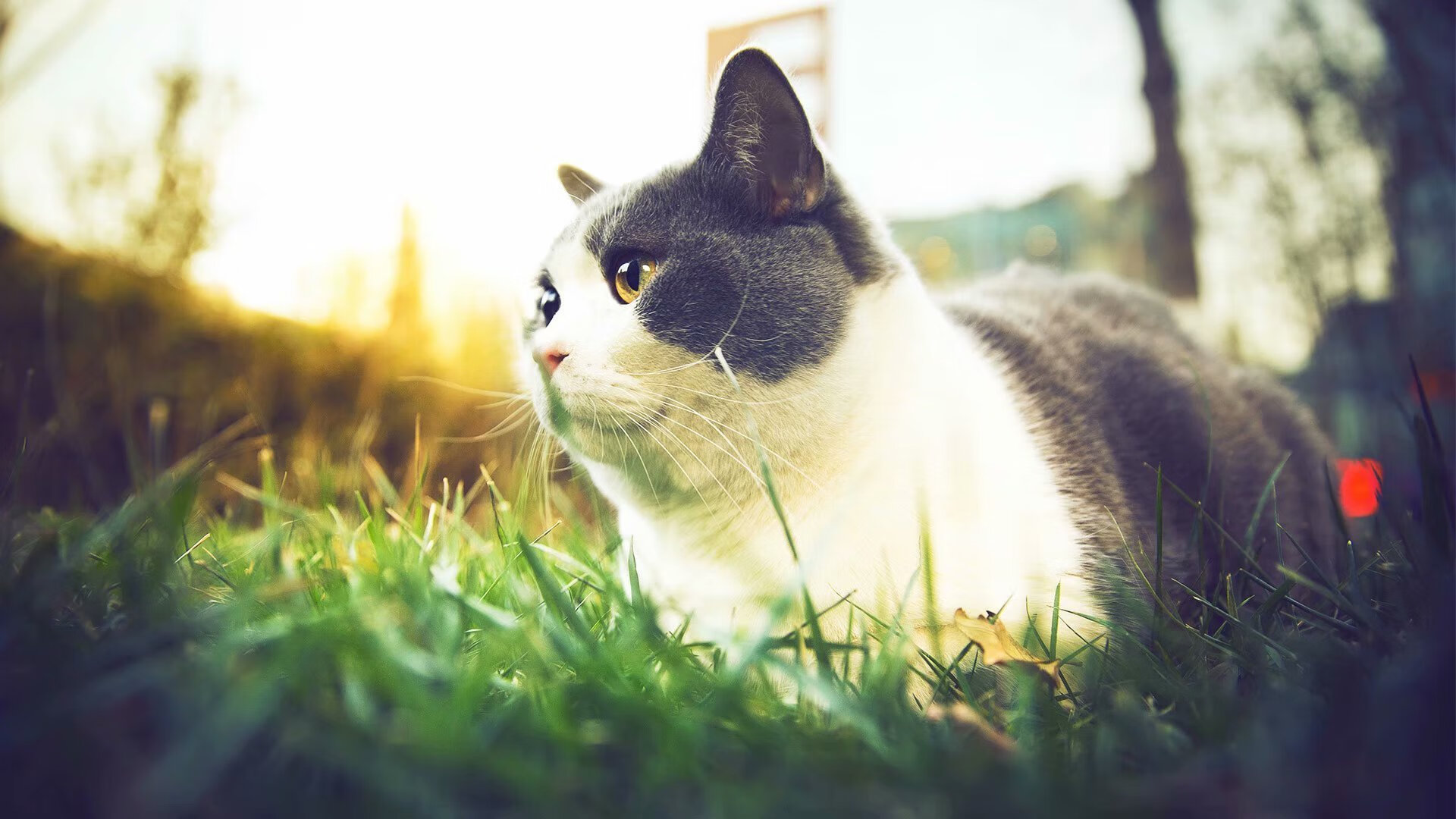 九游游戏中心官网-国际滑雪锦标赛选手表现回顾，国际滑雪联合会