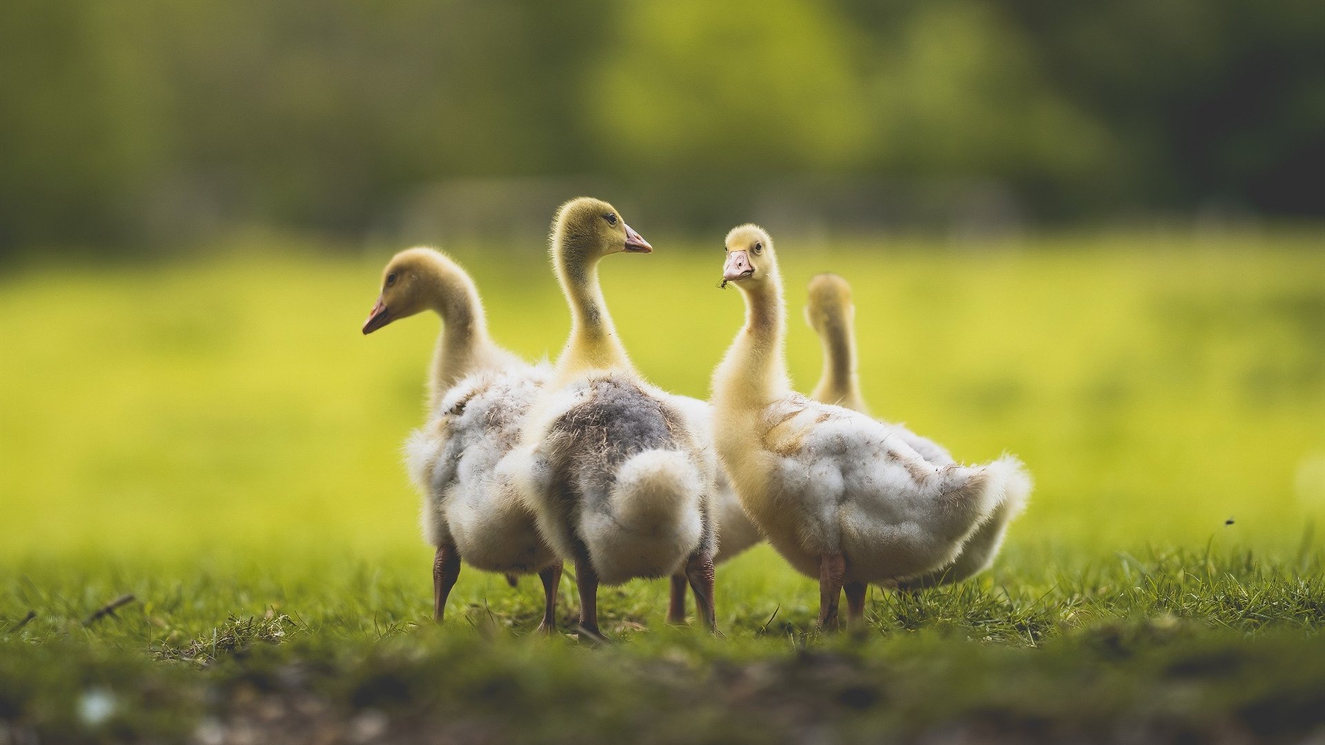 九游(jiuyou)官方网站-希腊女队自由泳中距离显优势，希腊游泳队5人确诊