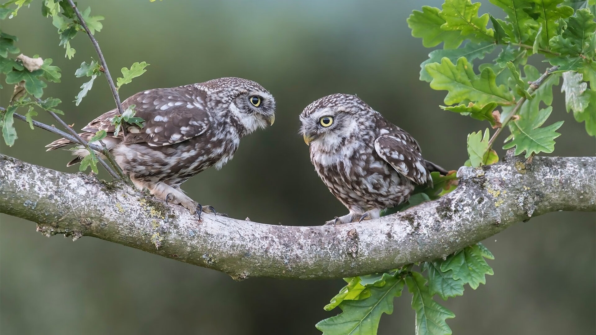 九游娱乐-曼联签下新中场天才，为未来攻坚