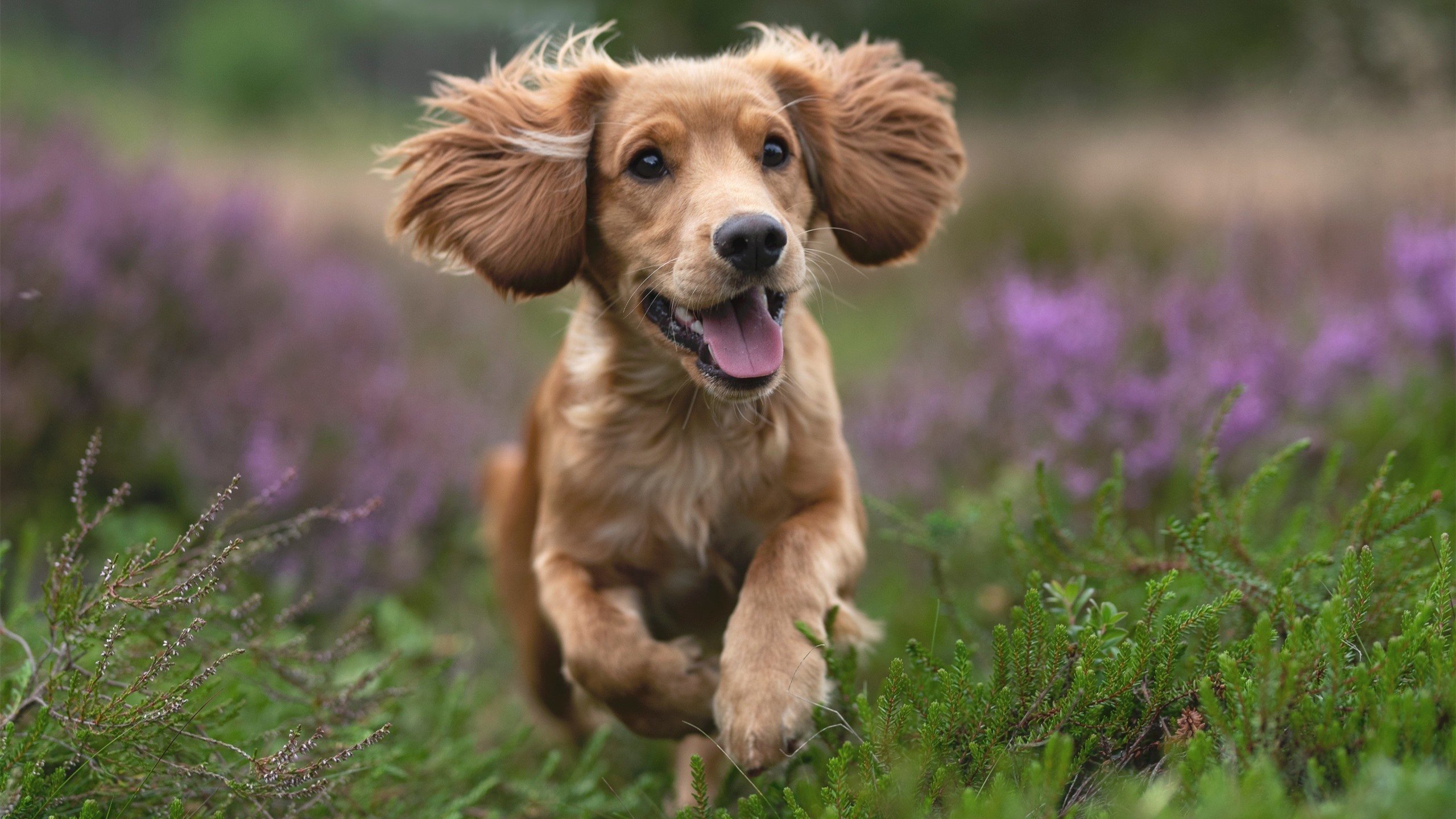 九游电脑版-牙买加男篮在加勒比海区赛事中夺冠,体育文化快速发展
