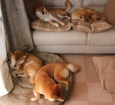 九游app官网下载-爱尔兰男子橄榄球在国际舞台稳步提升,爱尔兰式橄榄球