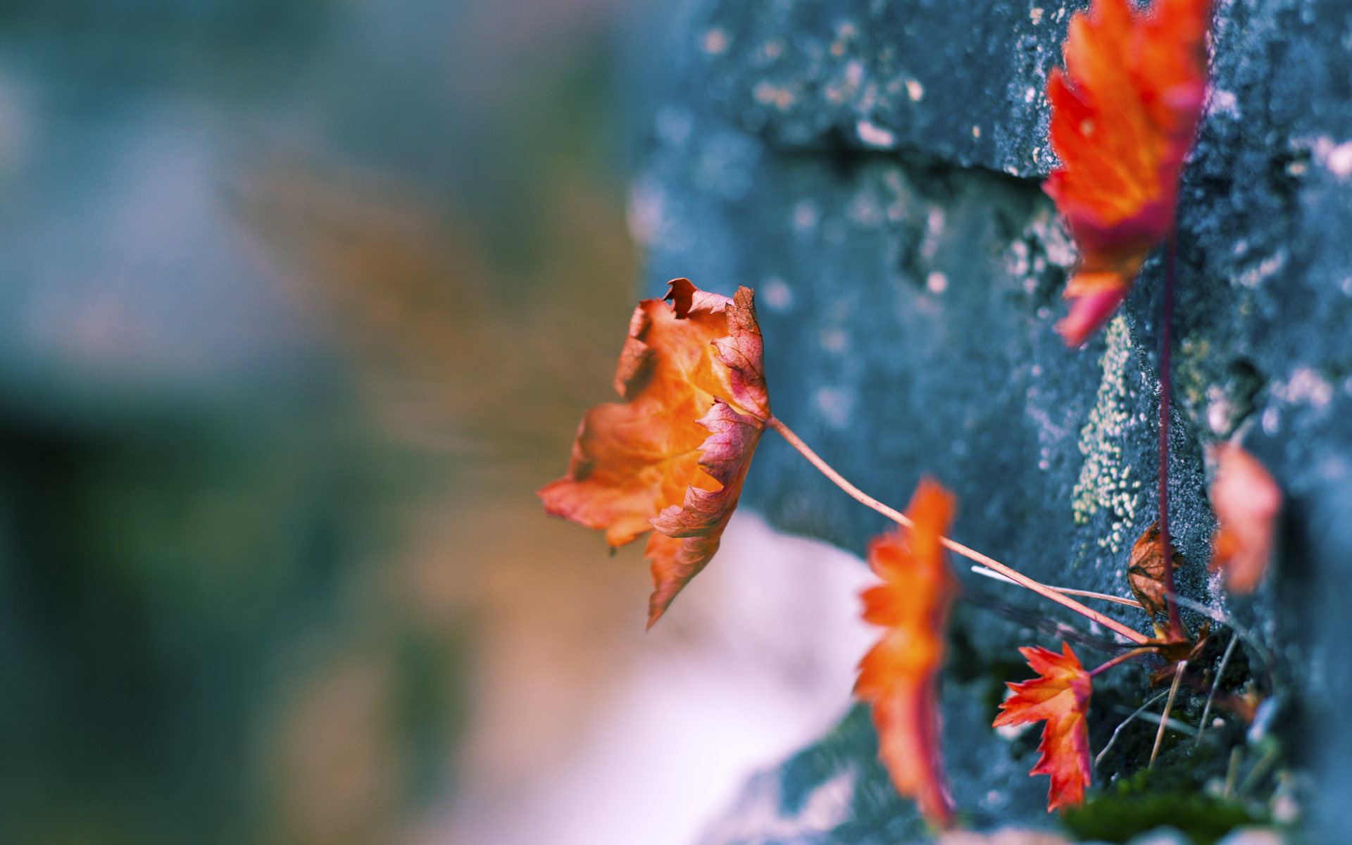 九游娱乐-范奥特尔戴克50米蝶泳展现极致爆发，范戴克青训