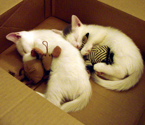 九游登录中心-英超终极角逐:激情启航,冠军见证!,英超总结