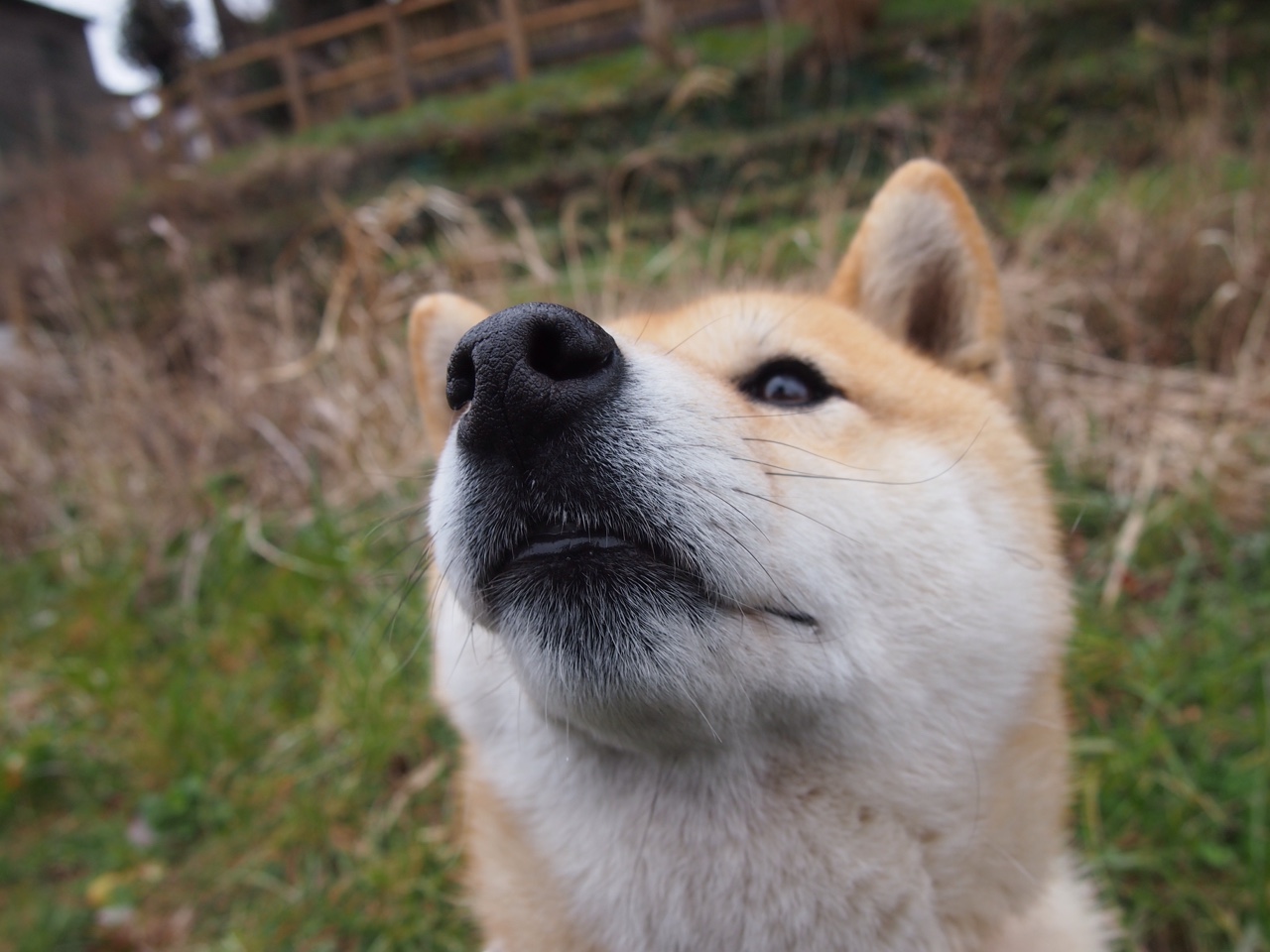 九游下载官网-跳水发挥稳健奥地利步入四强，跳水澳大利亚